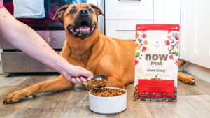Now Fresh Good Gravy Beef Coated in Bone Broth Dry Dog Food